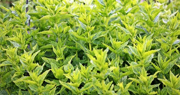 ビンテージガーデン実現！昔ながらの低木の選び方と植え方完全ガイド