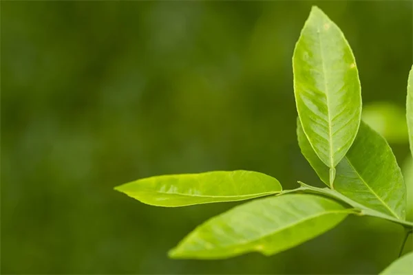 水仙の花は庭に植えるべき？知らない5つのメリット