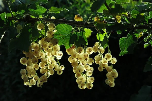 秋の果樹の挿し木で成功率を上げる7つのコツ