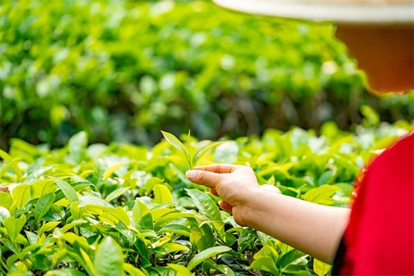 徒長苗の70%は光不足が原因！簡単な対策と修正法