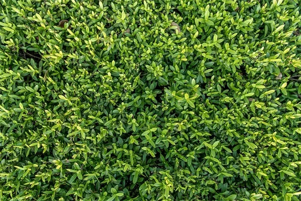 木を植えるだけでは温暖化は止まらない？本当の効果を解説