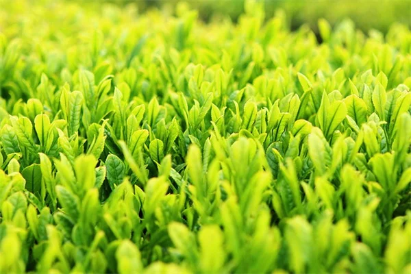 古着を庭で再利用する裏ワザ7選｜プロが教える意外な活用法